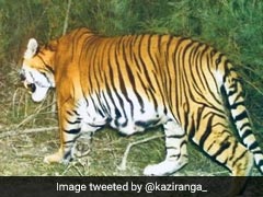 ১৫ বছর পর, অসমের কাজিরাঙায় বাঘের সফল প্রজনন! গর্ভবতী বাঘিনীর ছবি লেন্সবন্দি