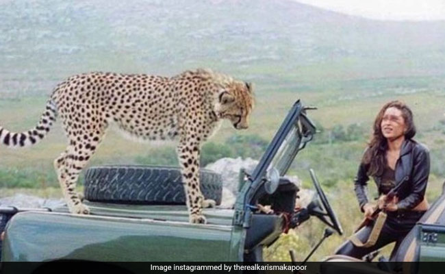 जब करिश्मा कपूर की जीप पर चढ़ गया था चीता, बंदूक लेकर दौड़ी एक्ट्रेस और फिर...