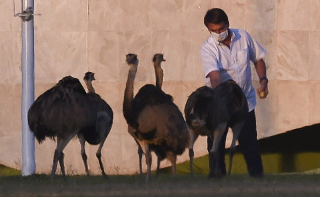 Brazil President Bitten By Large Bird During "Horrible" COVID Quarantine