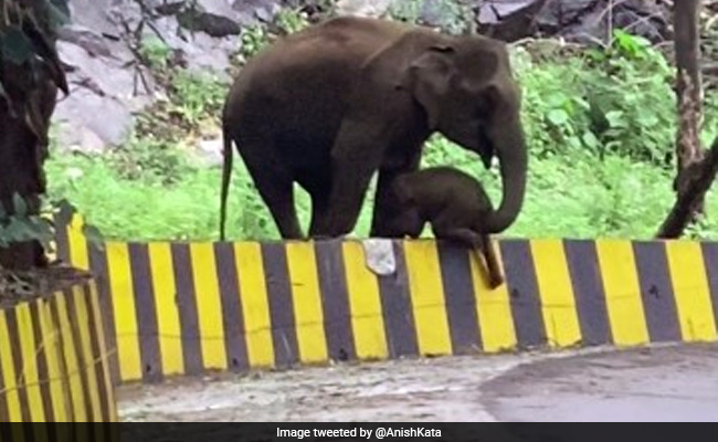 On Camera, Elephant In Kerala Uses Trunk To Help Calf Over Barrier. Watch