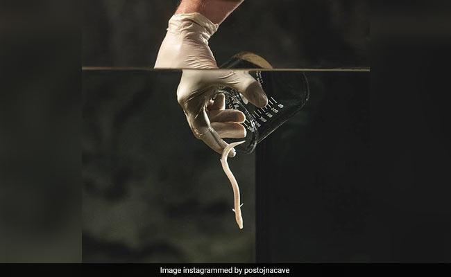 Born In Slovenia Cave, 'Baby Dragons' Go On Display For First Time Ever