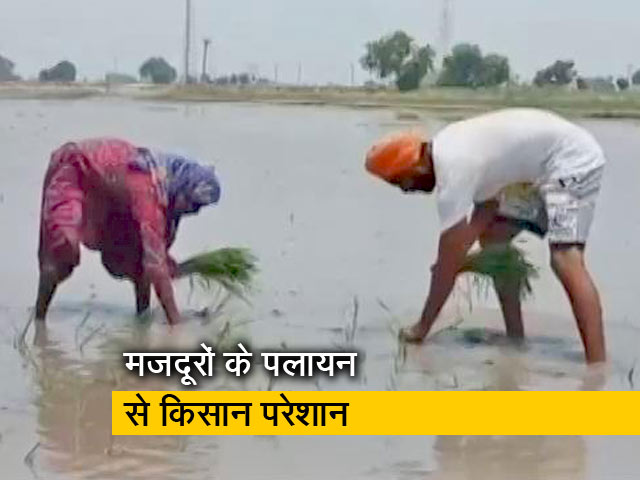 पंजाब में मजदूरों के पलायन से किसानों की मुश्किलें बढ़ी