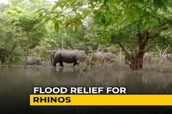 In Assam, Flood Relief Now For Rhinos Too | NDTV Beeps In Assam, Flood Relief Now For Rhinos Too | NDTV Beeps