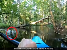Caught On Camera: Alligator Charges At Kayak, Knocks Man Into Water Caught On Camera: Alligator Charges At Kayak, Knocks Man Into Water