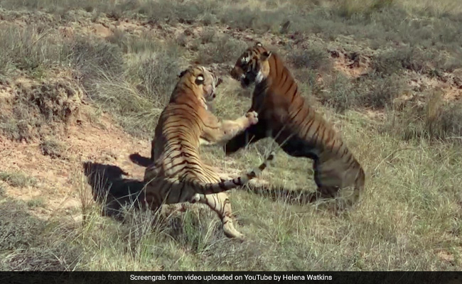 A Brutal Fight Between Two Tigers In This Video Going Viral Again