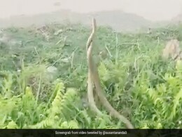 पानी में दो सांपों के बीच हुई खतरनाक जंग, एक-दूसरे से लिपटकर ऐसे किया वार... देखें Viral Video पानी में दो सांपों के बीच हुई खतरनाक जंग, एक-दूसरे से लिपटकर ऐसे किया वार... देखें Viral Video