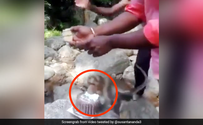 जंगल में शादी की सालगिरह मना रहा था शख्स, जैसे ही काटा केक तो पीछे से आया बंदर और फिर... देखें Video