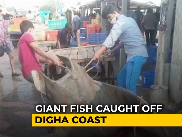 Giant Fish Caught Off Digha Coast, Sold For Rs. 50,000 | NDTV Beeps