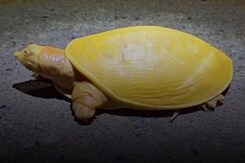 Rare Yellow Turtle Spotted In Odisha's Balasore | NDTV Beeps Rare Yellow Turtle Spotted In Odisha's Balasore | NDTV Beeps