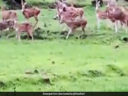 कोरोनावायरस के कहर के बीच मुंबई की मीठी नदी के किनारे दिखा हिरणों का झुंड... देखें Video कोरोनावायरस के कहर के बीच मुंबई की मीठी नदी के किनारे दिखा हिरणों का झुंड... देखें Video