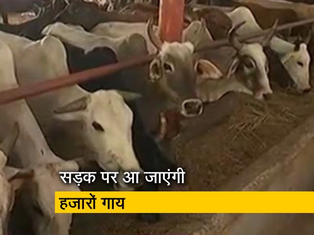 सरकारी गौशालाओं को फंड का इंतजार, गायों के लिए कुछ दिनों का ही चारा
