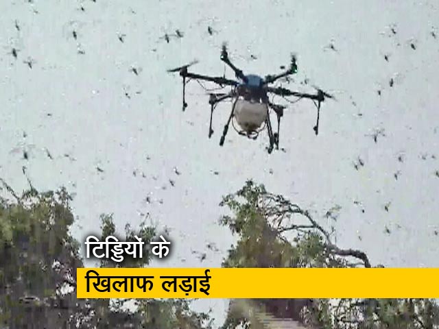 ड्रोन-हेलीकॉप्टर से टिड्डियों पर वार, भारत में कई राज्य हुए हैं प्रभावित