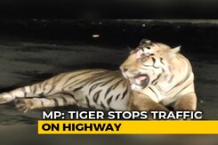 Viral Video: Tiger Stops Traffic On Highway In Madhya Pradesh | NDTV Beeps Viral Video: Tiger Stops Traffic On Highway In Madhya Pradesh | NDTV Beeps