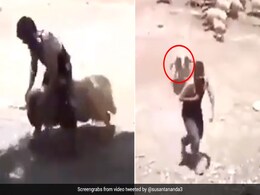 भेड़ के ऊपर बैठकर मस्ती कर रहा था शख्स, पीछे से जानवर ने ऐसे किया सींग से हमला... देखें Video भेड़ के ऊपर बैठकर मस्ती कर रहा था शख्स, पीछे से जानवर ने ऐसे किया सींग से हमला... देखें Video