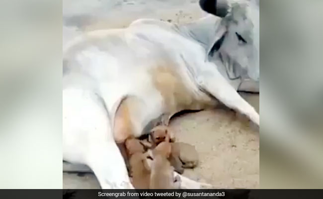 गाय ने पिलाया कुत्ते के भूखे बच्चों को दूध, वायरल हुआ दिल छू लेने वाला Video