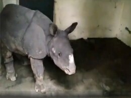 Watch: Baby Rhino Separated From Mother Saved In Flooded Kaziranga Watch: Baby Rhino Separated From Mother Saved In Flooded Kaziranga