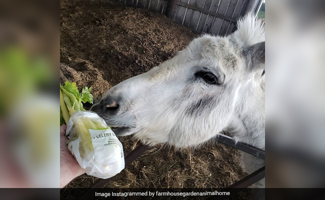 Meet "Buckwheat", The Donkey You Can Hire To Crash Zoom Meetings