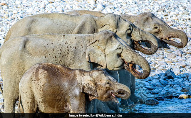 क्या आप बता सकते हैं इस वीडियो में कितने हाथी हैं? ट्विटर पर लोग हो गए कंफ्यूज