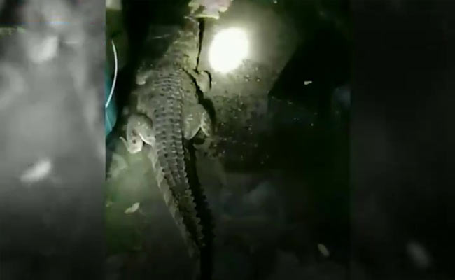 Uttarakhand Family Shocked To Find 5-Foot Crocodile In Their Home. Watch
