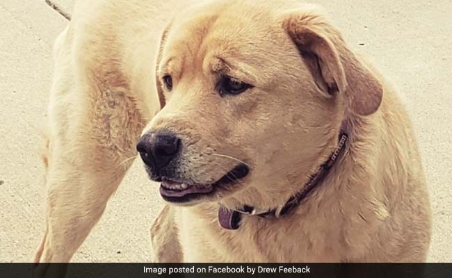 Dog Leaves Home In Kansas, Turns Up At Old Home 80 Km Away
