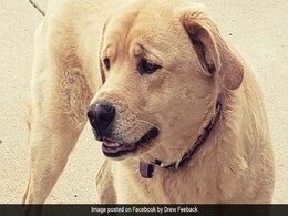 Dog Leaves Home In Kansas, Turns Up At Old Home 80 Km Away Dog Leaves Home In Kansas, Turns Up At Old Home 80 Km Away