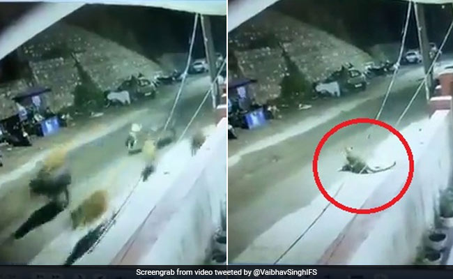 A Leopard Chases A Herd Of Cattle In Uttarakhand. Watch