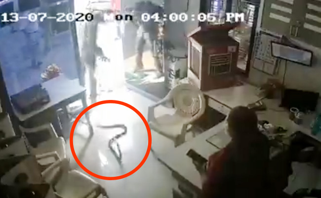 पेट्रोल पंप वाले ने बोतल में नहीं दिया पेट्रोल तो गुस्से में शख्स ने छोड़ दिए 3 सांप, CCTV में कैद हुआ Video