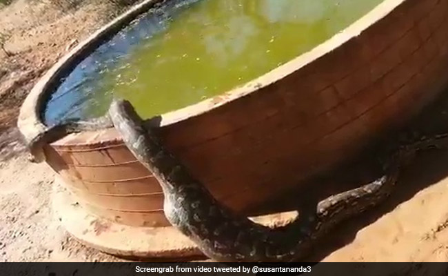 A Huge Python Cools Down In Water After A Meal In This Viral Video