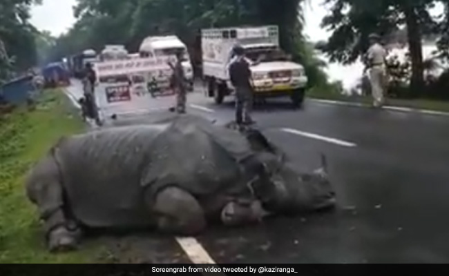 Watch: Tired Rhino Sleeps On Road At Flood-Hit Kaziranga, People Pass By Quietly
