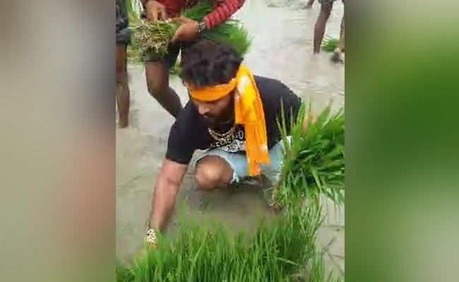 सलमान खान की राह चले Bhojpuri स्टार खेसारी लाल यादव, खेत में जाकर की धान रोपाई- देखें Video