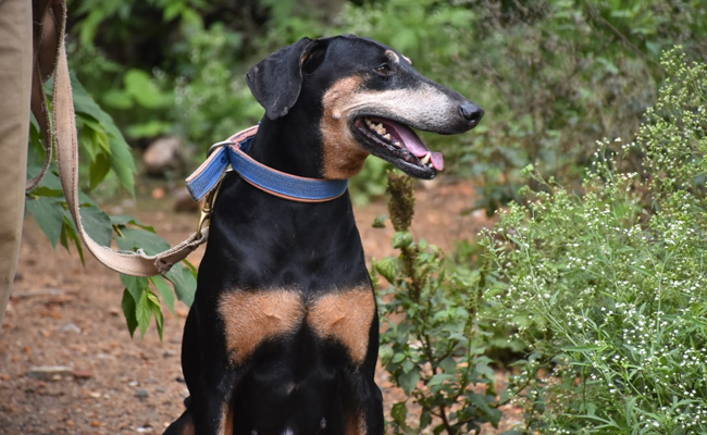 Karnataka Police Sniffer Dog Runs 12 km To Track Down Murder Accused