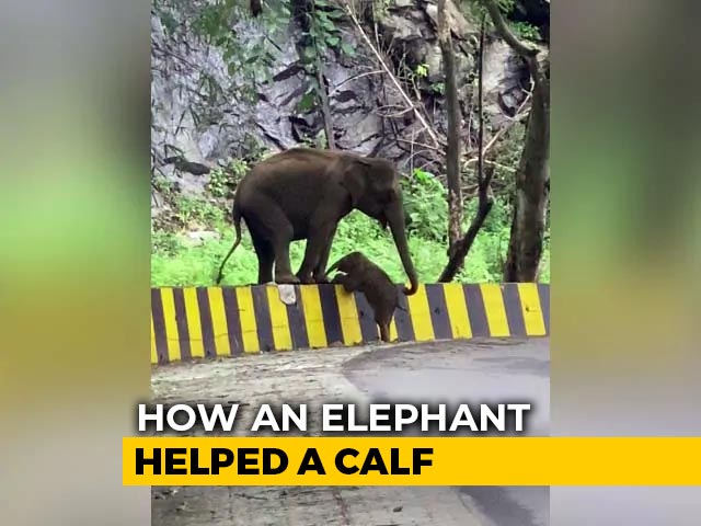 Elephant Seen Helping Calf Cross Roadside Barrier In Heartwarming Video