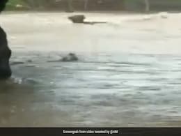 गुजरात के राजकोट में तेज बारिश से आई ऐसी बाढ़, पानी में बह गया भैंसों का झुंड, देखें VIDEO गुजरात के राजकोट में तेज बारिश से आई ऐसी बाढ़, पानी में बह गया भैंसों का झुंड, देखें VIDEO