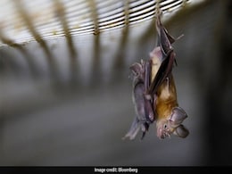 New Coronavirus Circulated Unnoticed In Bats For Decades: Study New Coronavirus Circulated Unnoticed In Bats For Decades: Study