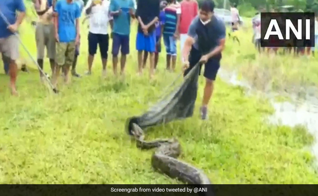 16-Foot Burmese Python Rescued In Assam. Watch Video