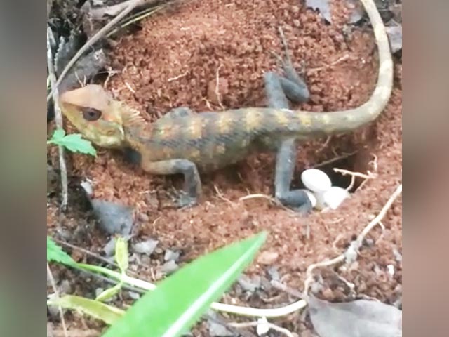 In Chennai, Pilot Captures Rare Video Of Oriental Garden Lizard Laying Eggs. Watch