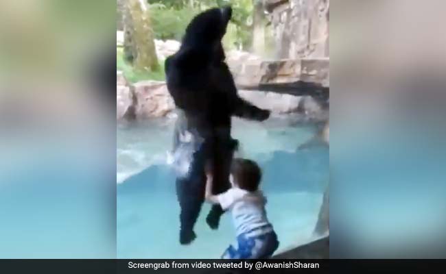 चिड़ियाघर में भालू को देखने आया बच्चा तो जानवर ने किया कुछ ऐसा... देखें Viral Video