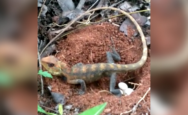 Chennai Pilot Captures Rare Video Of Oriental Garden Lizard Laying Eggs. Watch