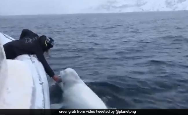 अश्विन ने शेयर किया हैरत भरा वीडियो, व्हेल के साथ यूं रग्बी खेलता नजर आया शख्स..देखें Viral Video