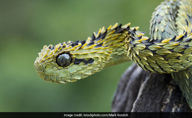 World Snake Day 2020: A Look At 5 Really Strange Snakes