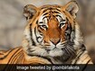 Assam BJP Leader Protests, Says No Beef For Tigers At Guwahati Zoo Assam BJP Leader Protests, Says No Beef For Tigers At Guwahati Zoo