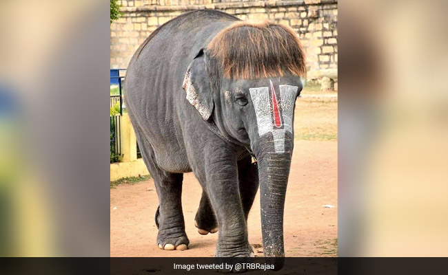 Meet "Bob-Cut Sengamalam": An Elephant Famous For Her Unique Hairstyle