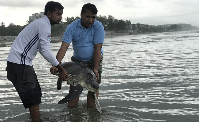 160 Turtles Caught In Plastic Waste Rescued From Bangladesh Beach