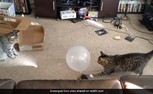 गुब्बारे से खेल रही थीं बिल्लियां, अचानक फूटा तो डरकर ऐसे हवा में उछल गया जानवर... देखें मजेदार Video