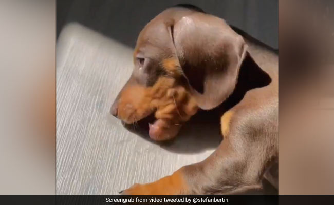 Viral Video: This Puppy Trying To Eat Sunshine Will Brighten Up Your Day