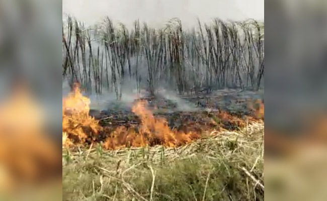No Buyers, Punjab Farmer Sets On Fire Sugarcane Crop Worth Rs 5 Lakh