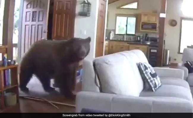 Bear Bangs Door Open, Barges Into Home. Video Is Viral With 5 Million Views
