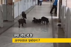 कर्नाटक के कोविड अस्पताल के अंदर घूमते दिखे जानवर कर्नाटक के कोविड अस्पताल के अंदर घूमते दिखे जानवर