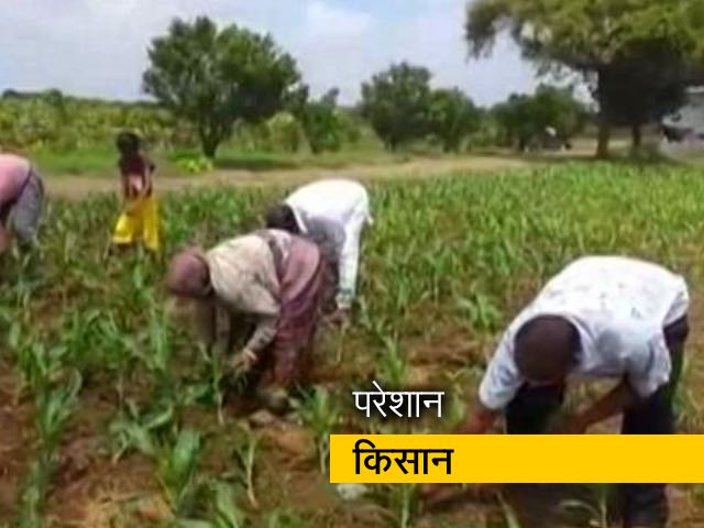Kisan News: बेमाैसम बारिश से किसान परेशान; अन्नदाताओं को अब राहत व मुआवजे का इंतजार