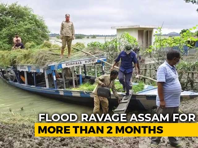 Unprecedented Floods Create Food Shortage For Rhinos In Assam's Pobitora